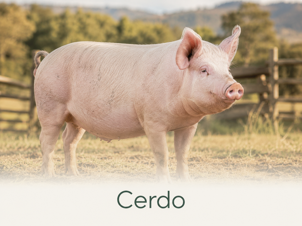 Cerdo